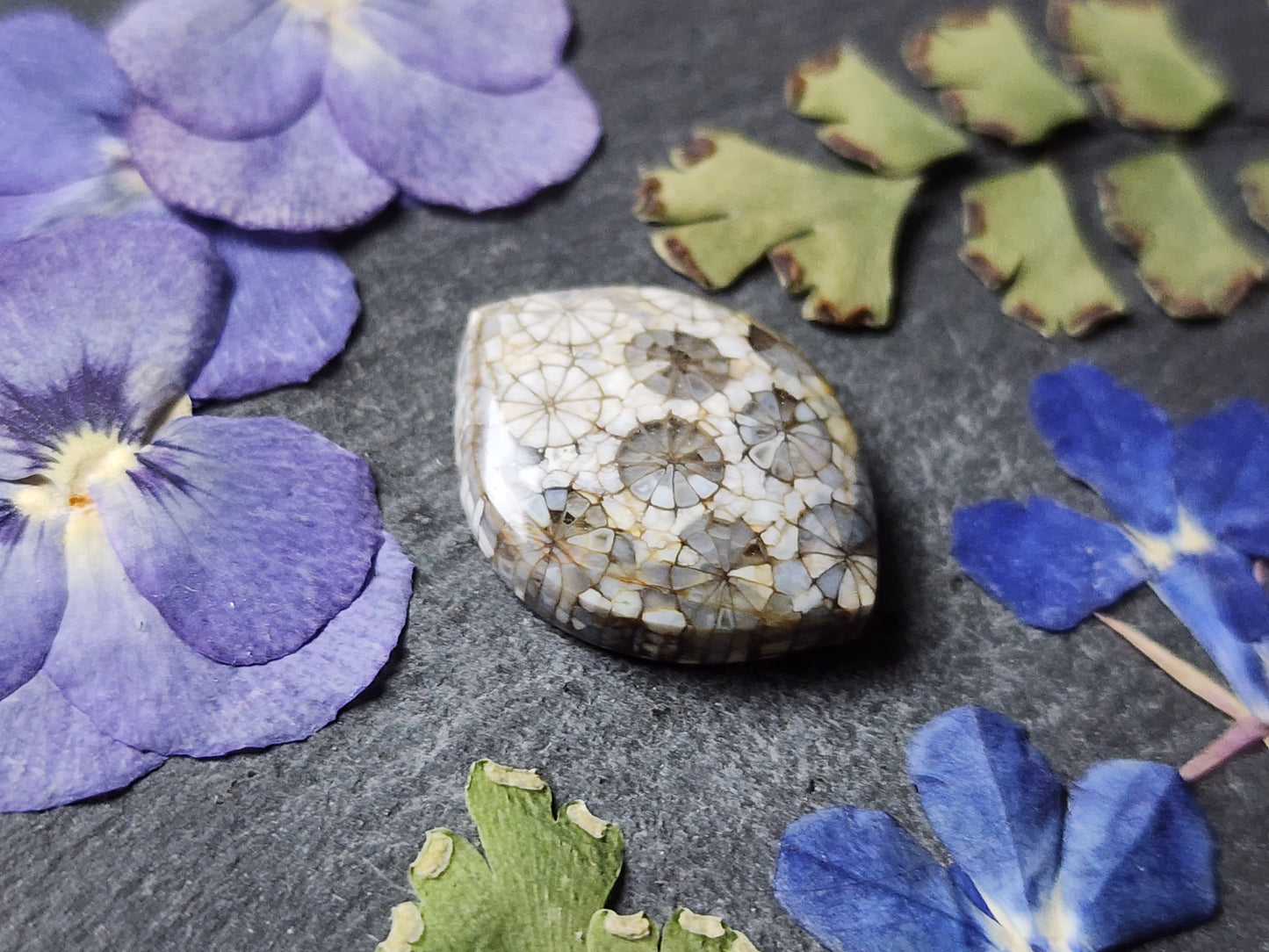 Fossilized Coral