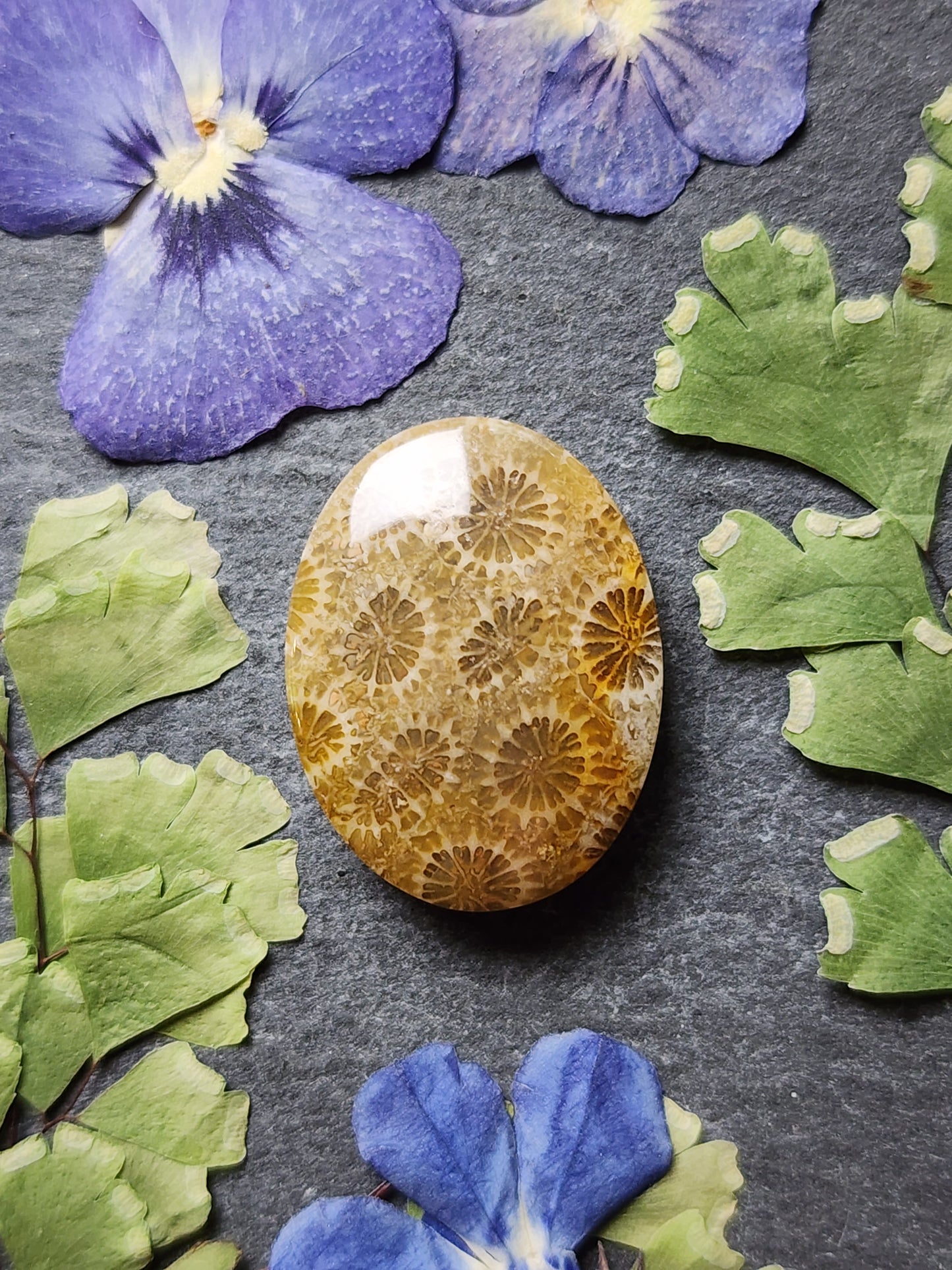 Fossilized Coral