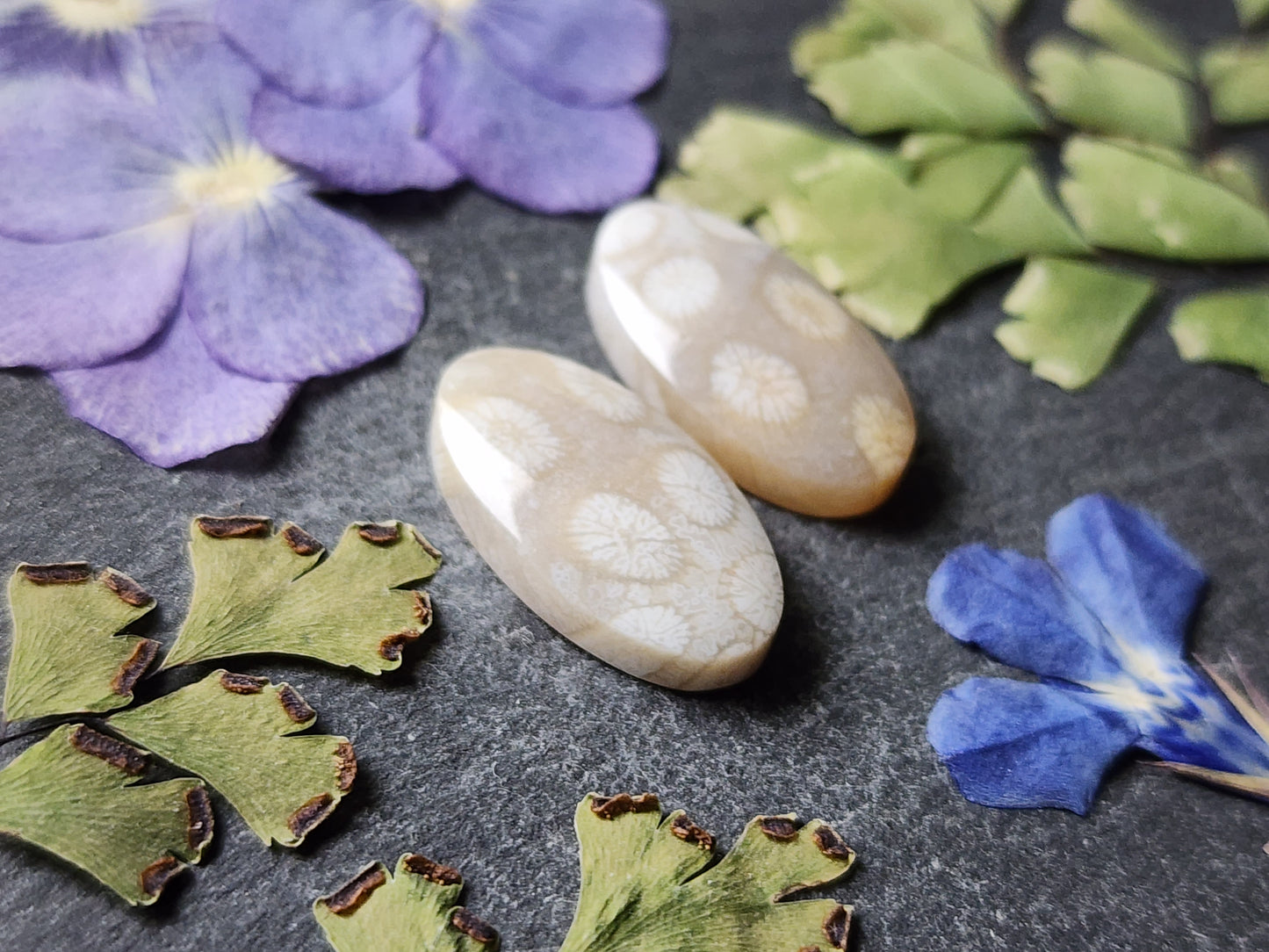 Fossilized coral pair