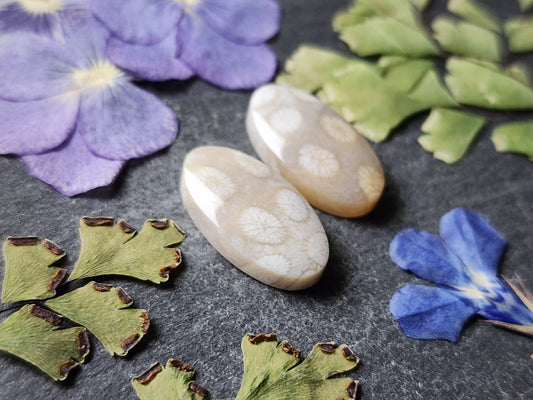 Fossilized coral pair
