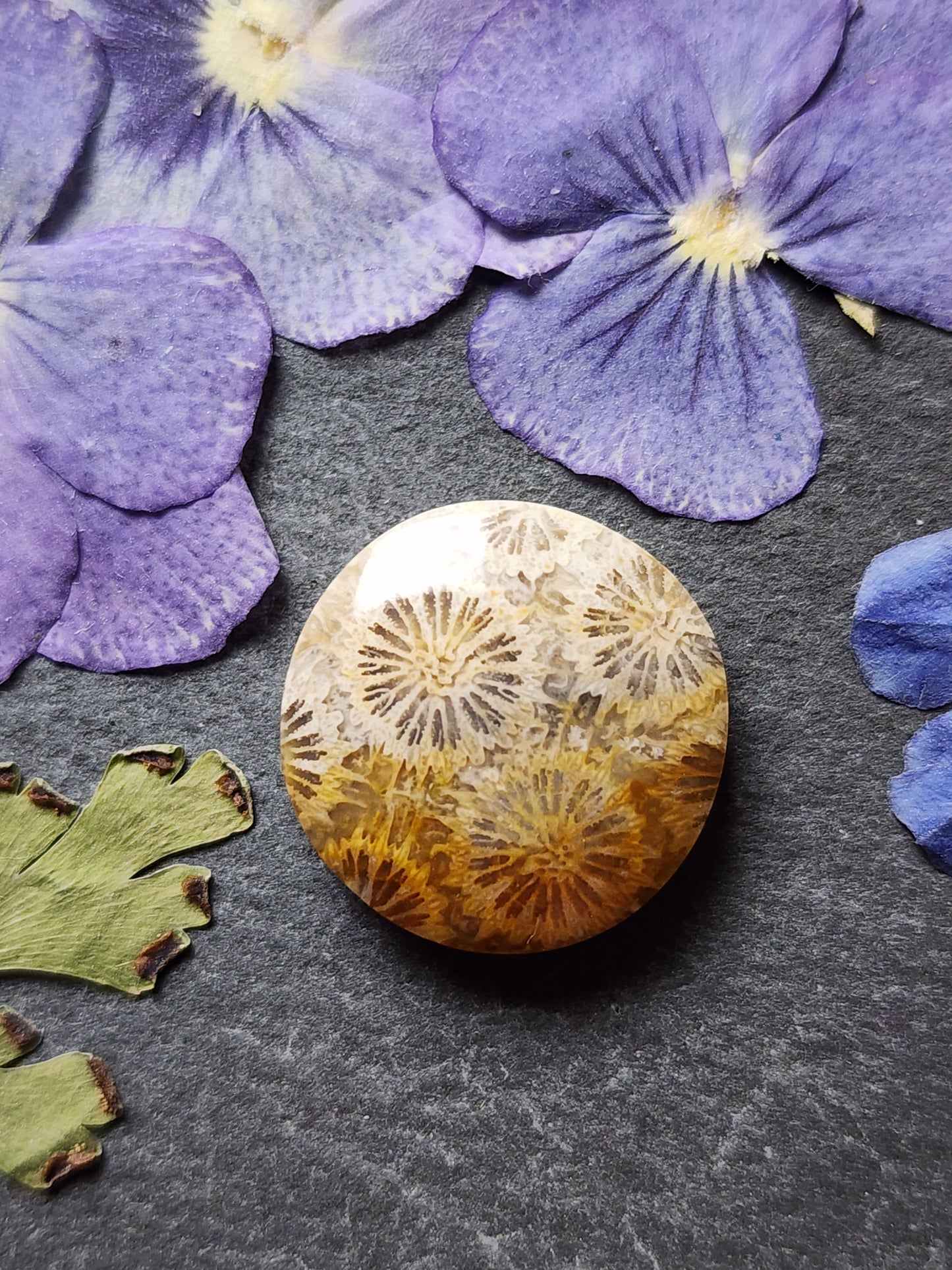 Fossilized Coral