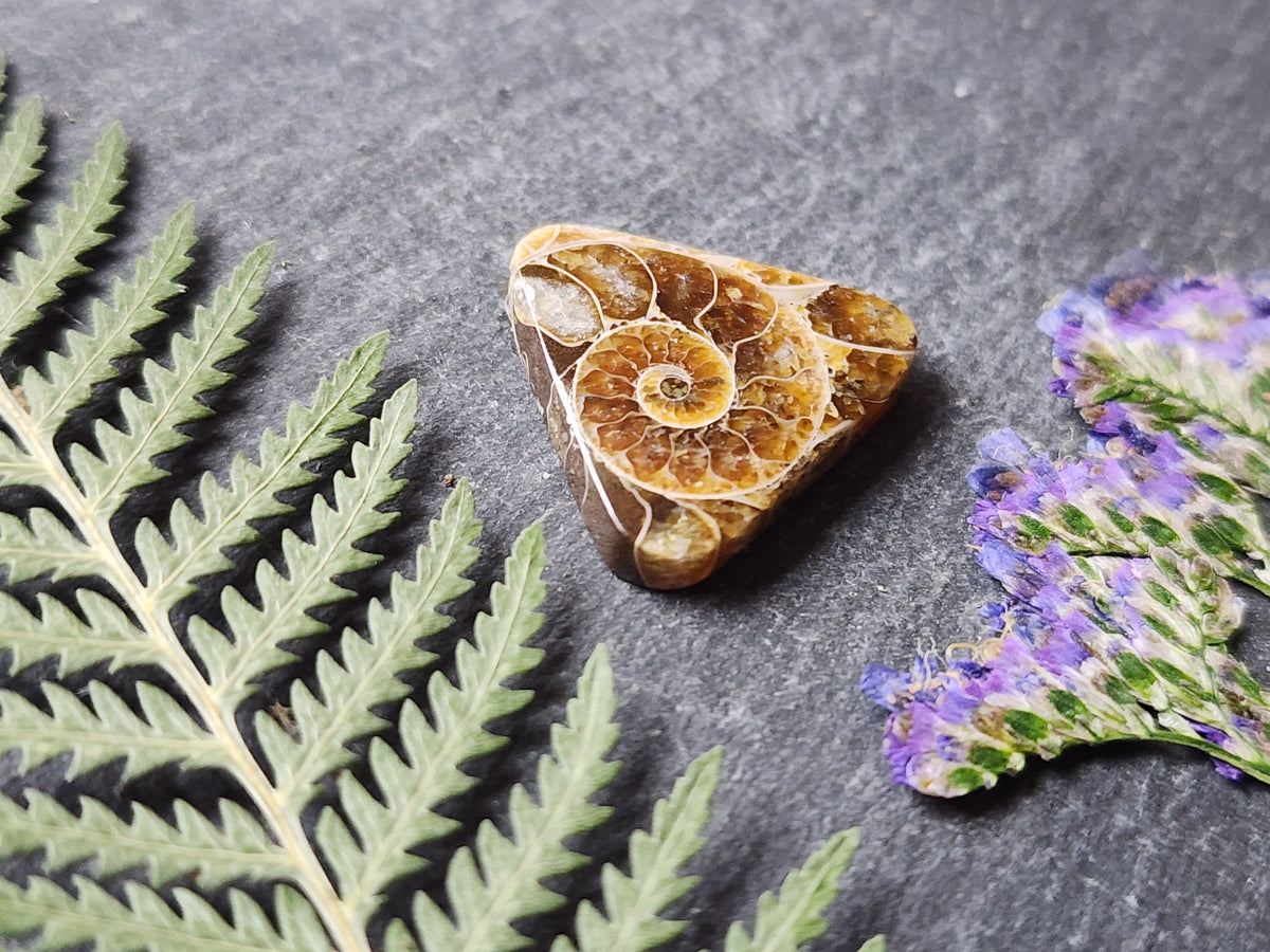 Ammonite Fossil
