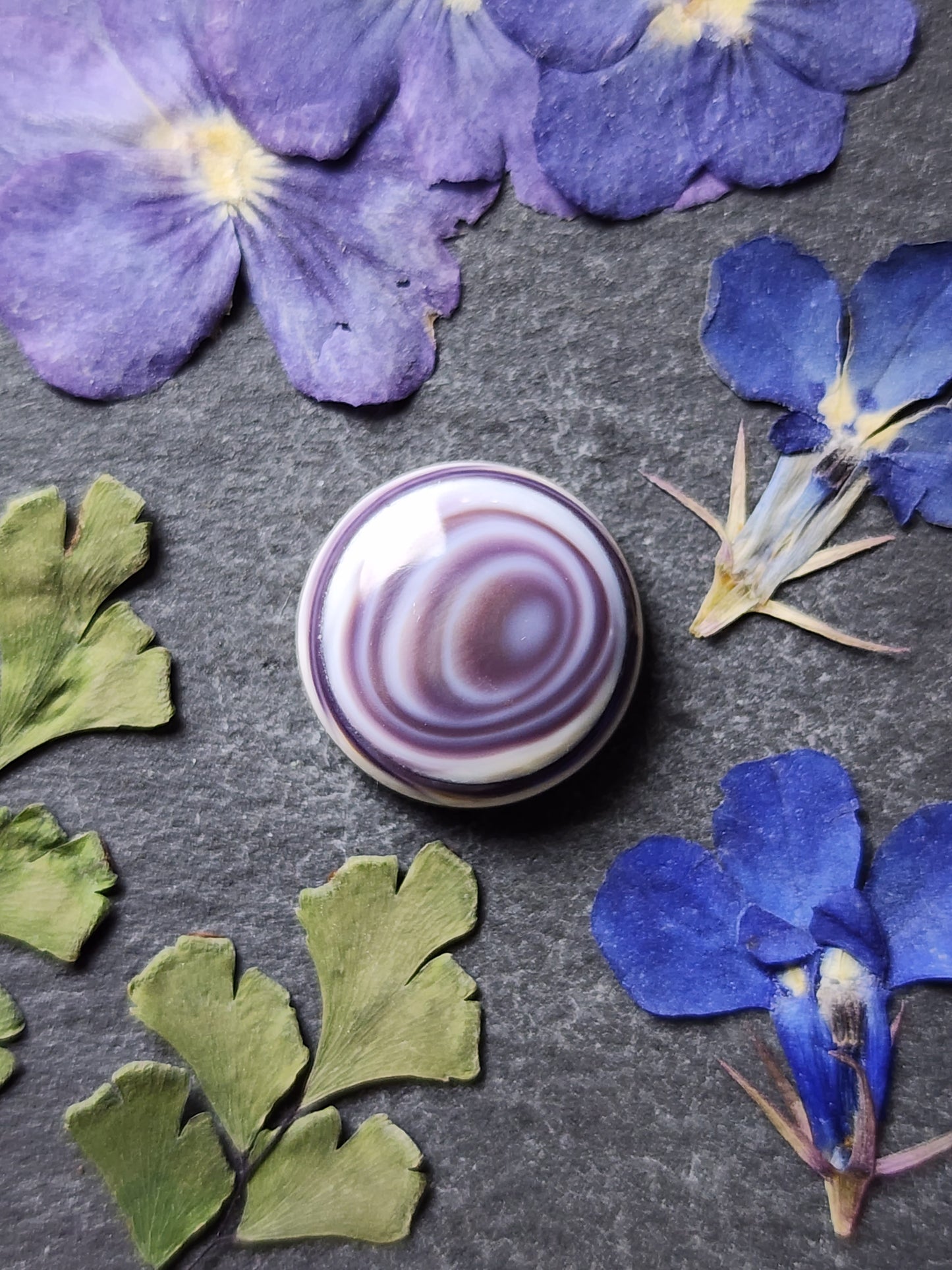 Wampum shell
