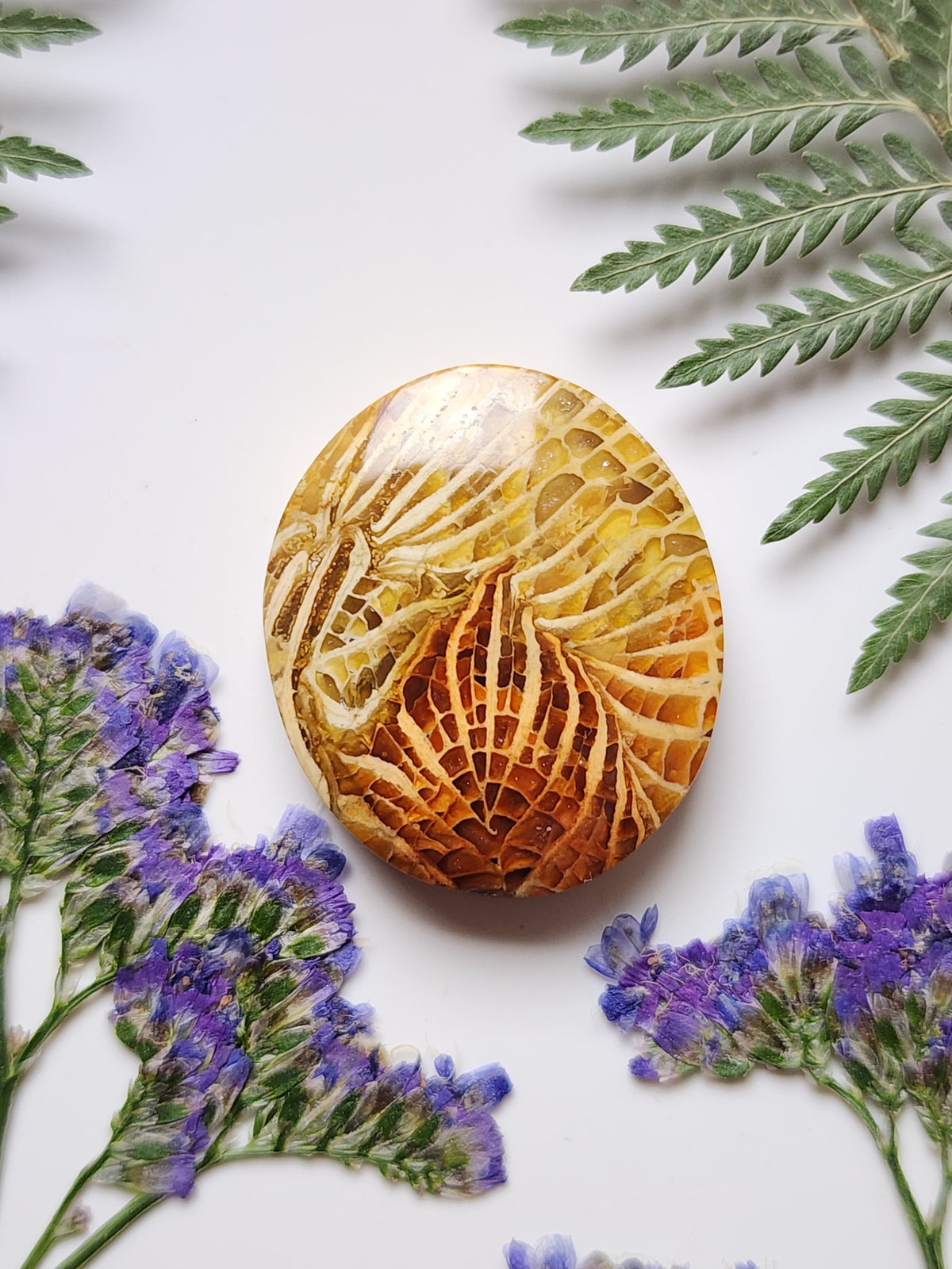 Fossilized coral