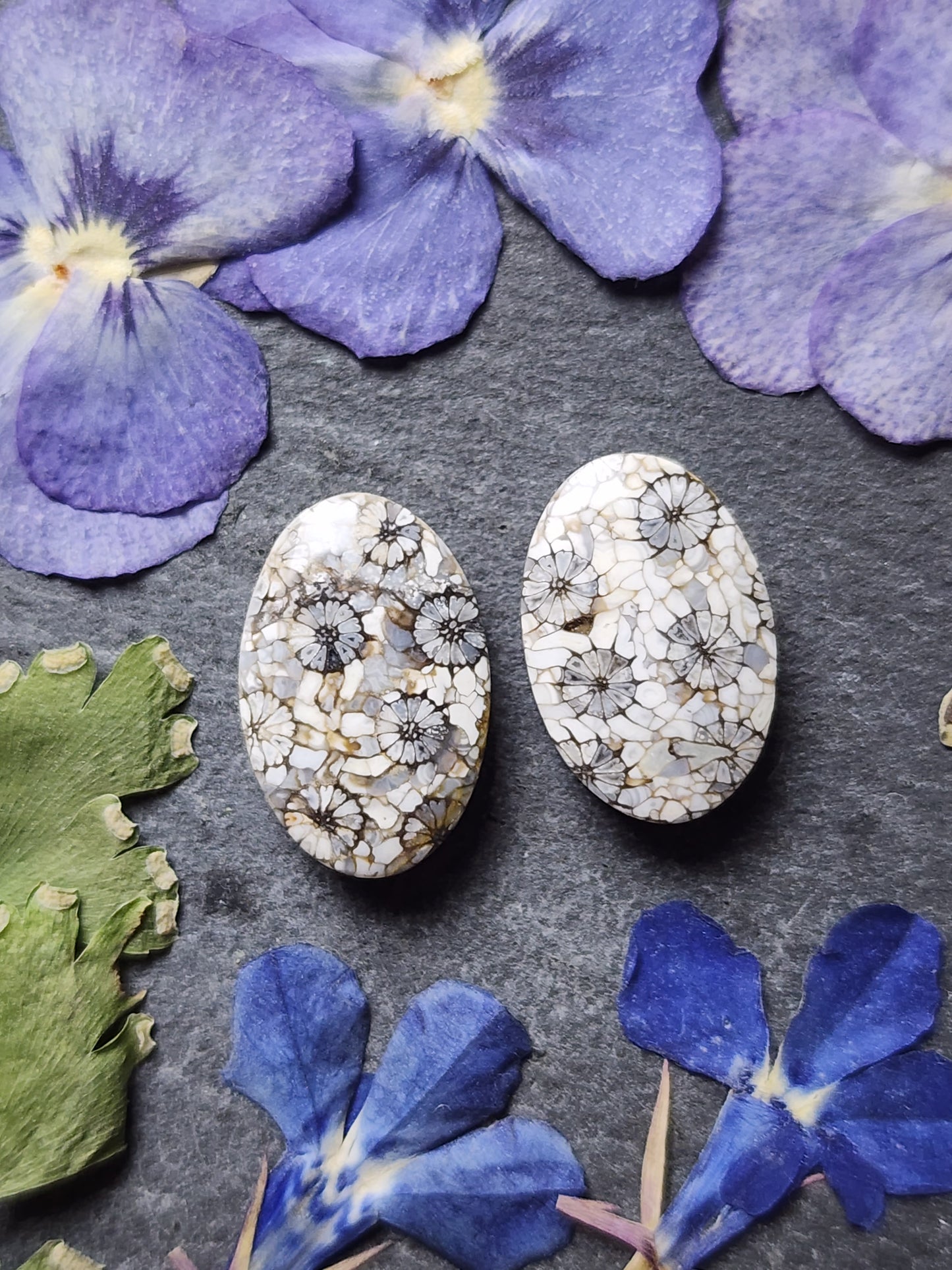 Fossilized Coral pair