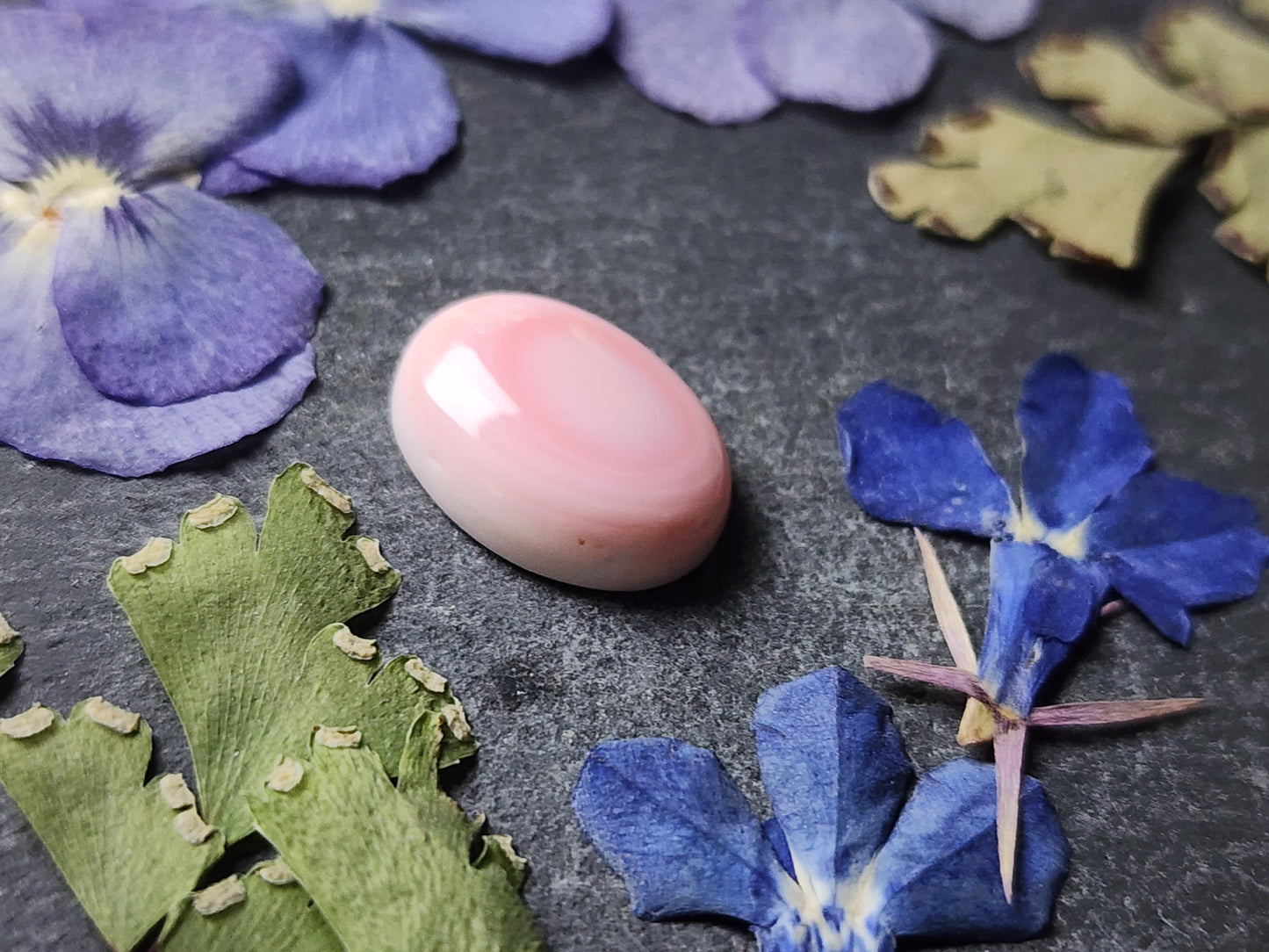 Pink Conch shell