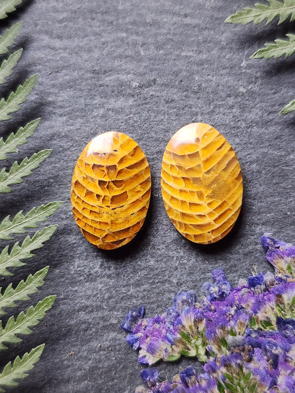 Fossilized Coral pair