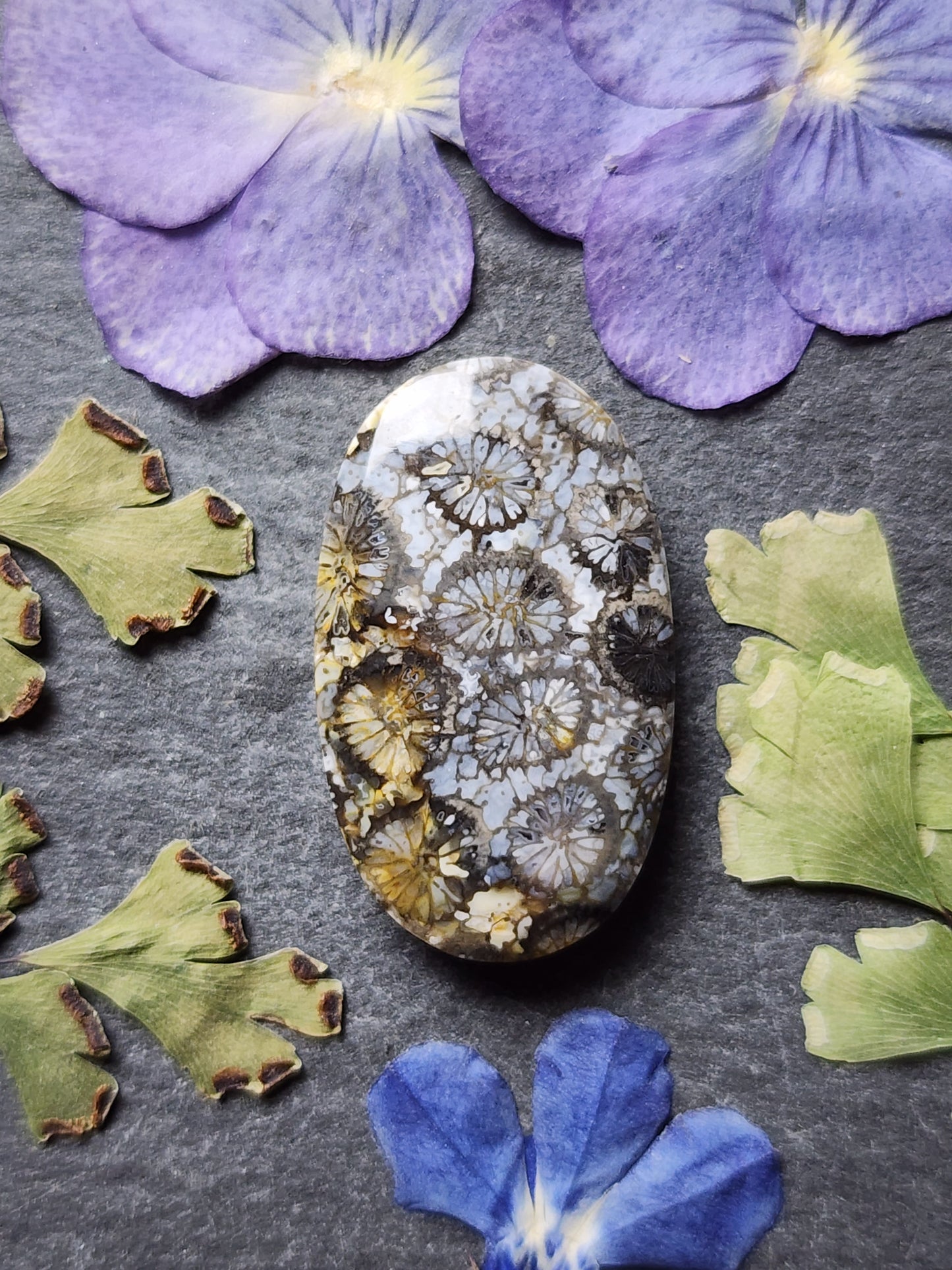 Fossilized Coral