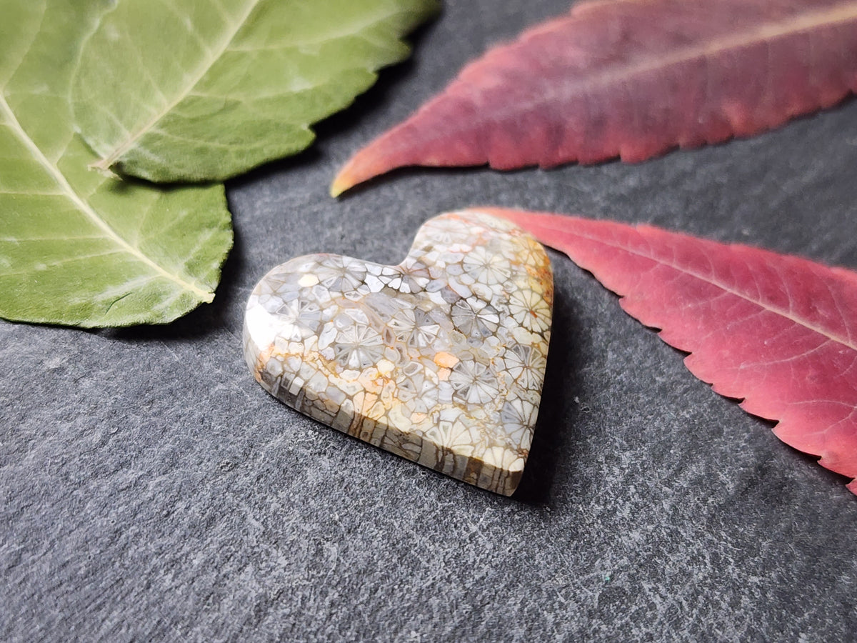 Fossilized Coral heart