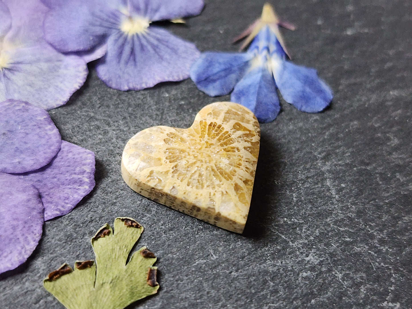 Fossilized Coral heart