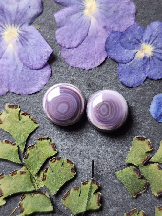 Wampum shell pair