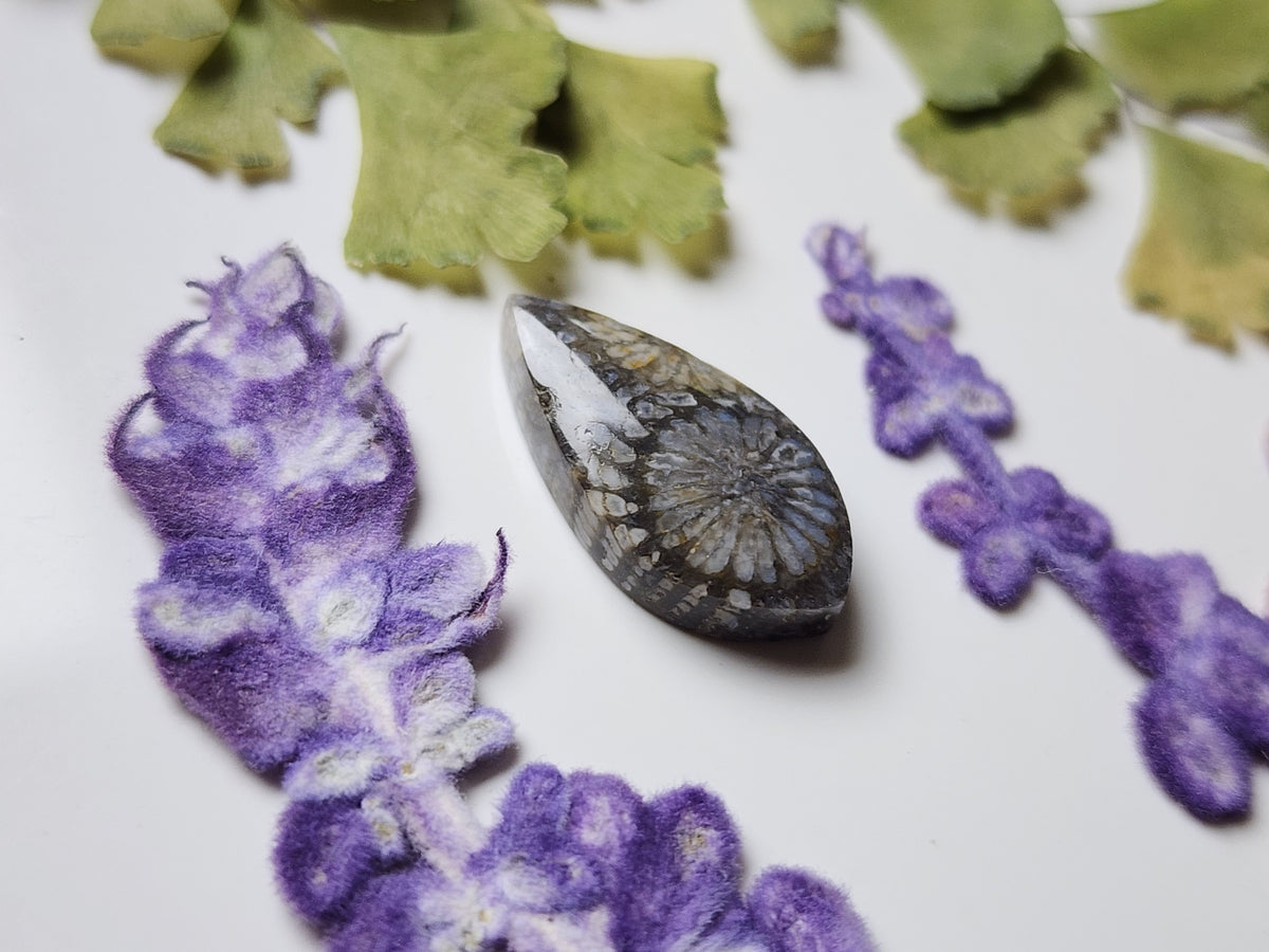 Fossilized Coral