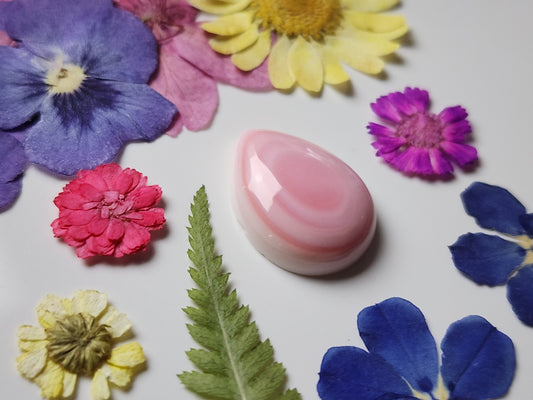 Pink Conch shell