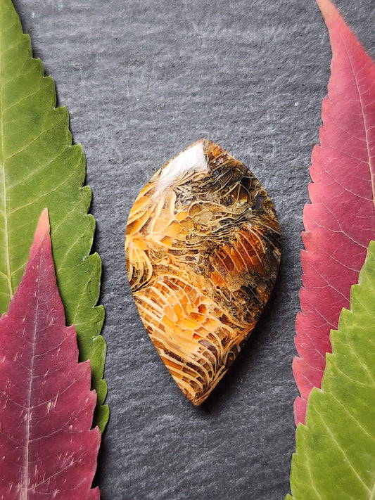 Fossilized Coral
