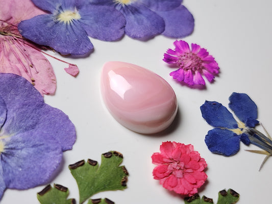 Pink Conch shell