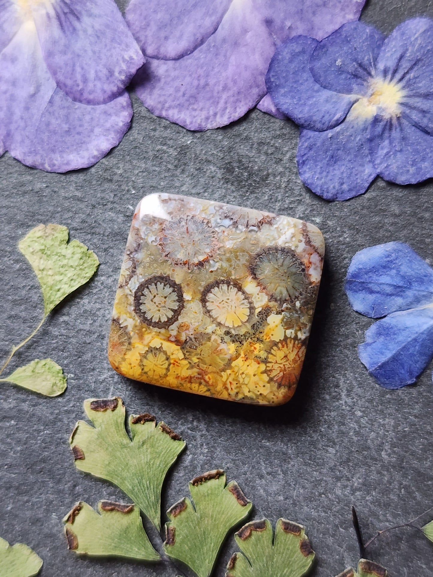 Fossilized Coral
