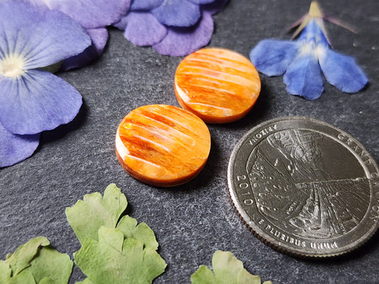 Spiny shell oyster pair