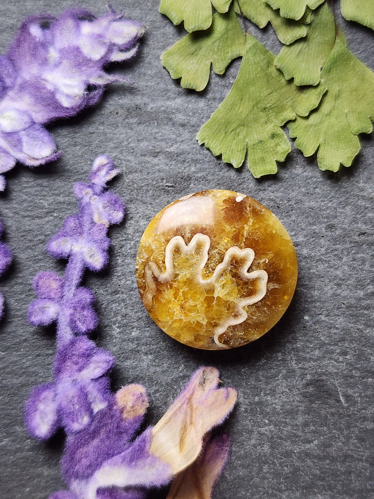 Suture Ammonite