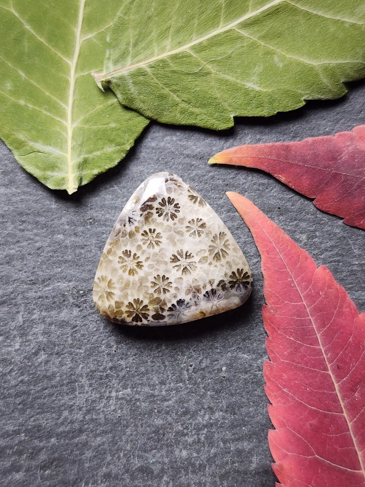 Fossilized Coral