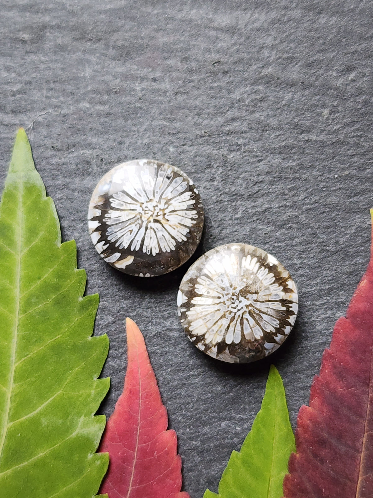 Fossilized Coral pair