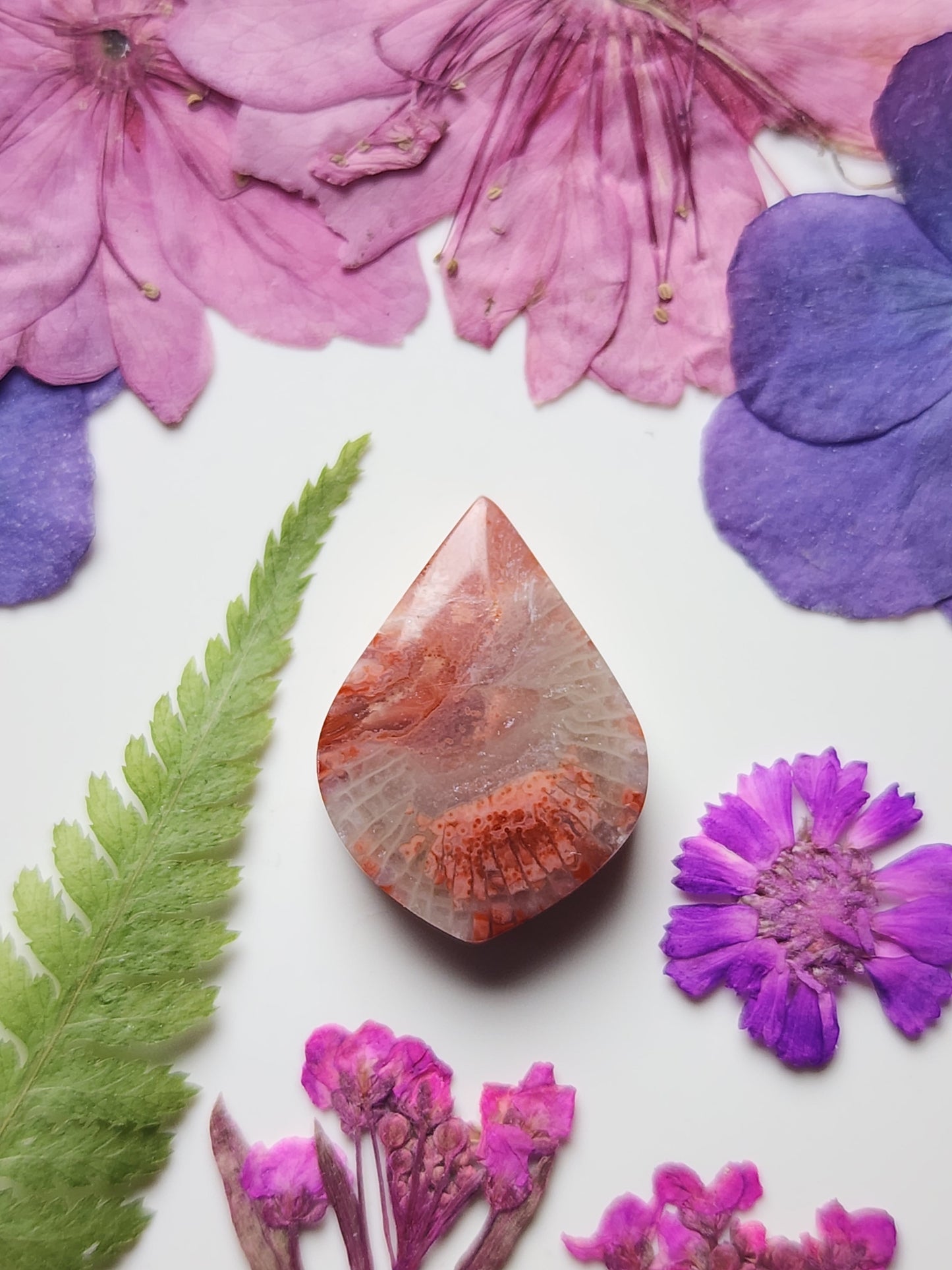 Utah Red horn coral