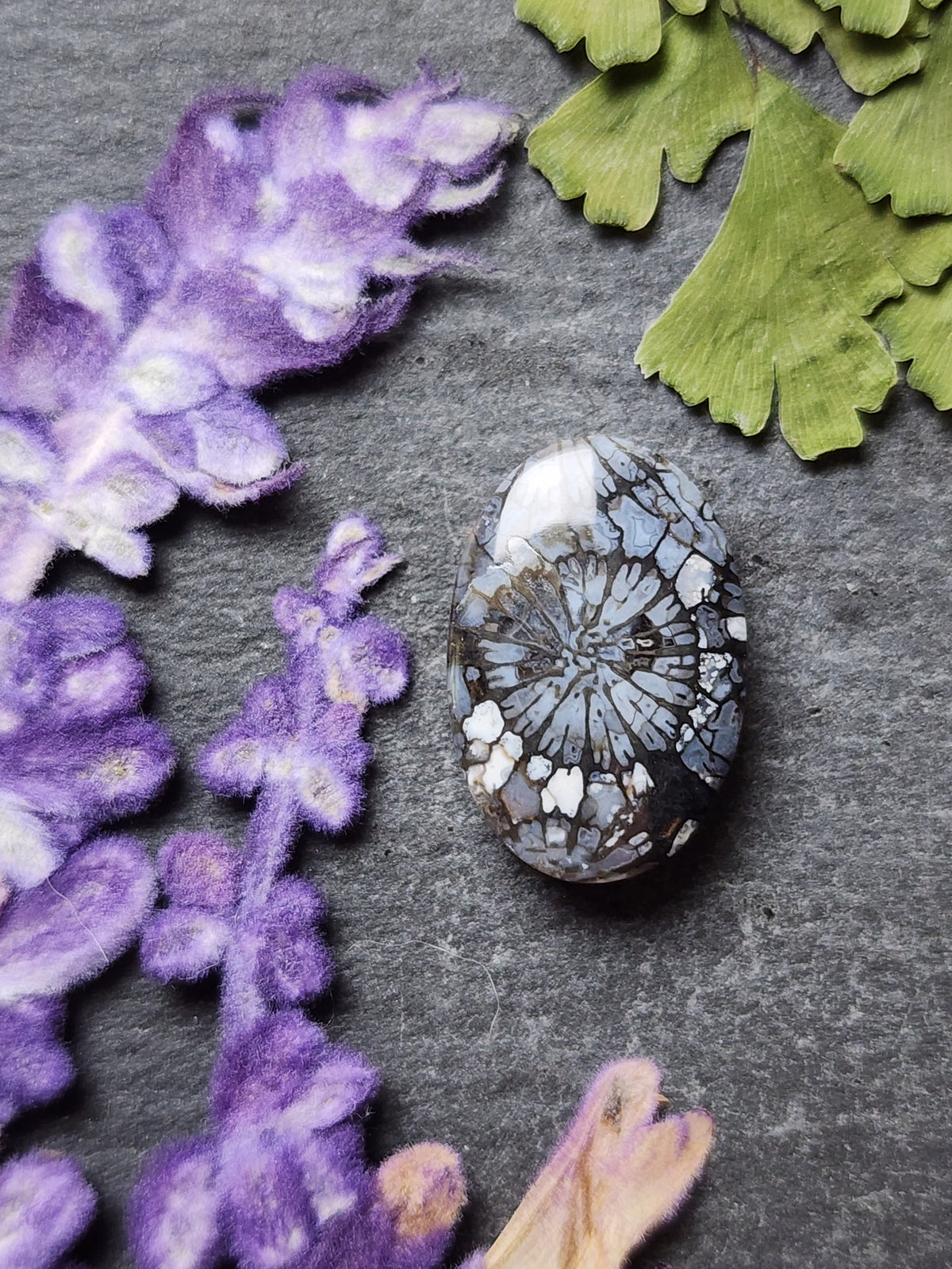 Fossilized coral