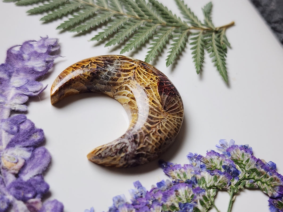 Fossilized Coral crescent
