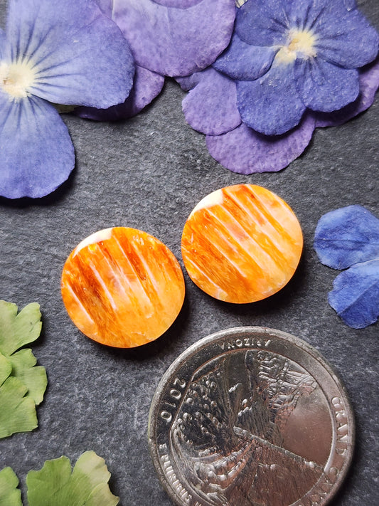 Spiny shell oyster pair