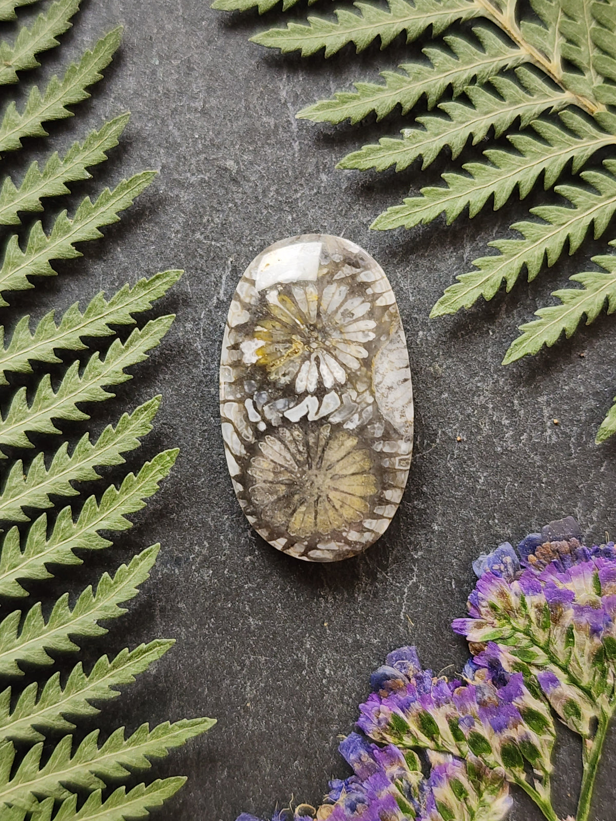 Fossilized coral