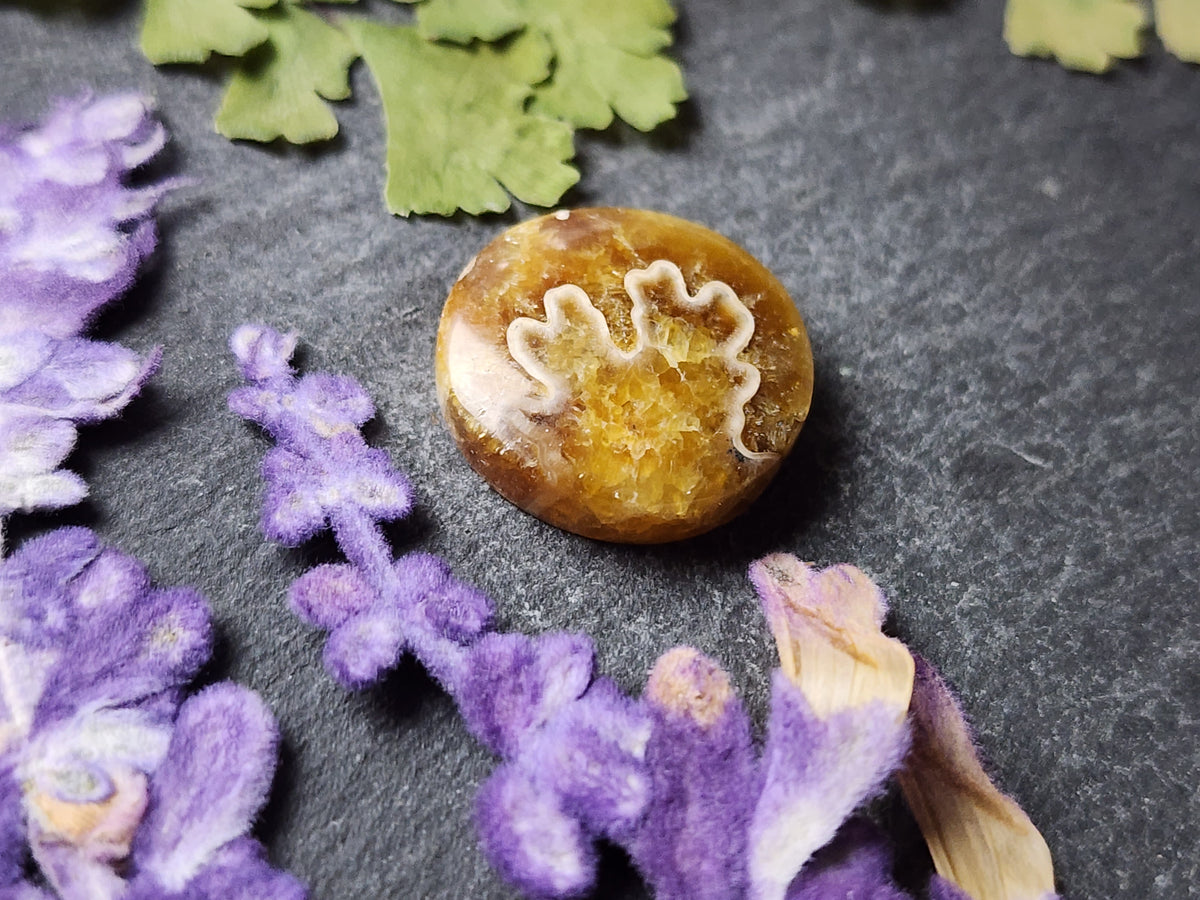 Suture Ammonite