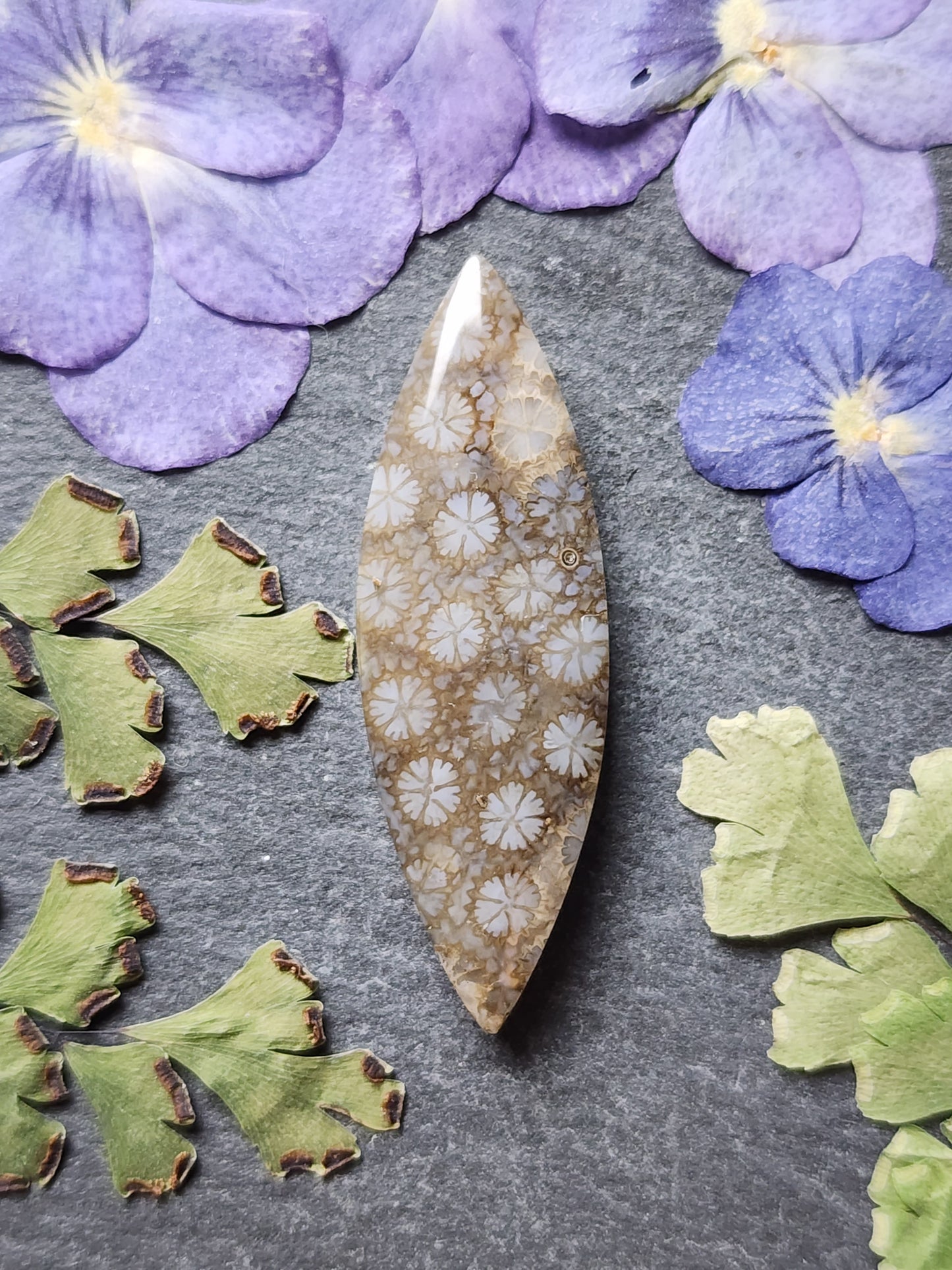Fossilized Coral