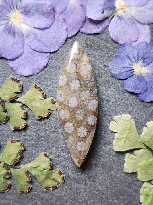 Fossilized Coral