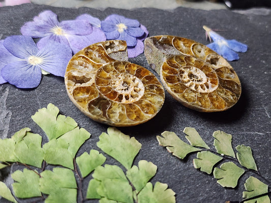 Ammonite Fossil pair