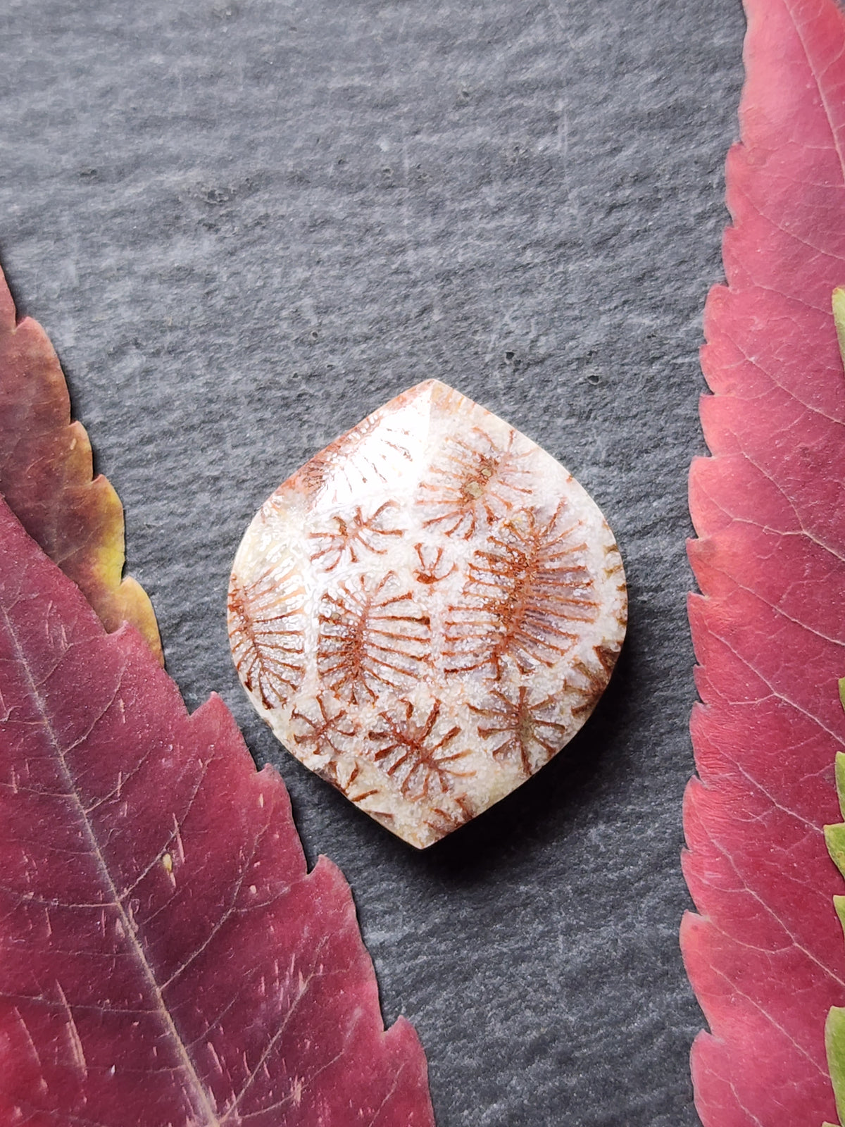 Fossilized Coral
