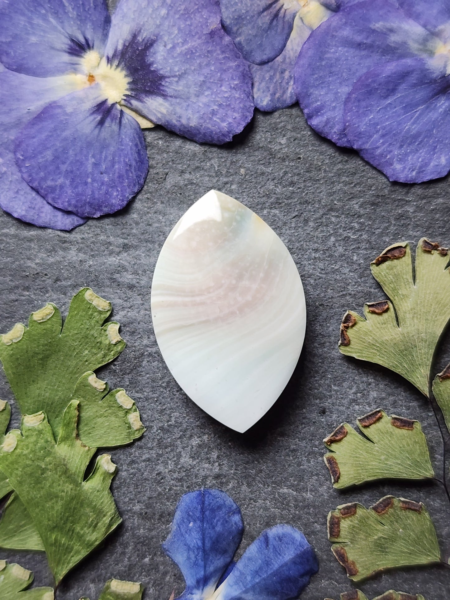 Shiva shell