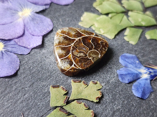 Ammonite Fossil