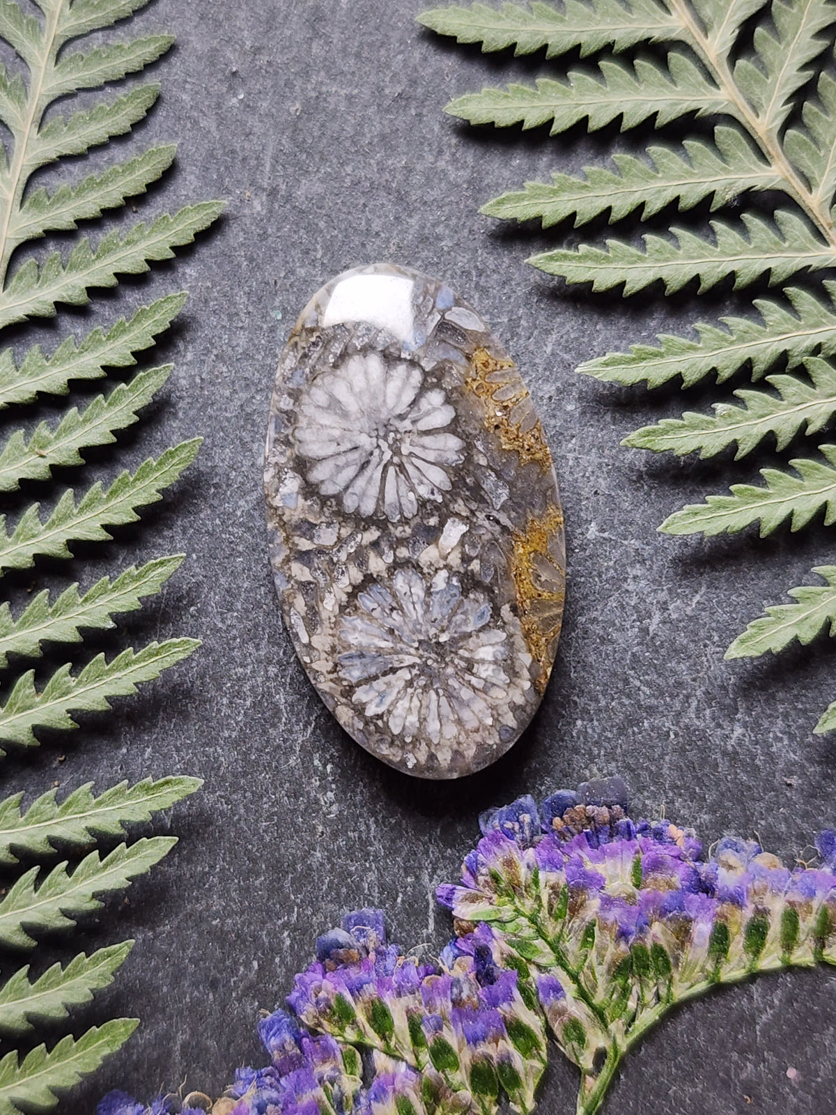 Fossilized coral