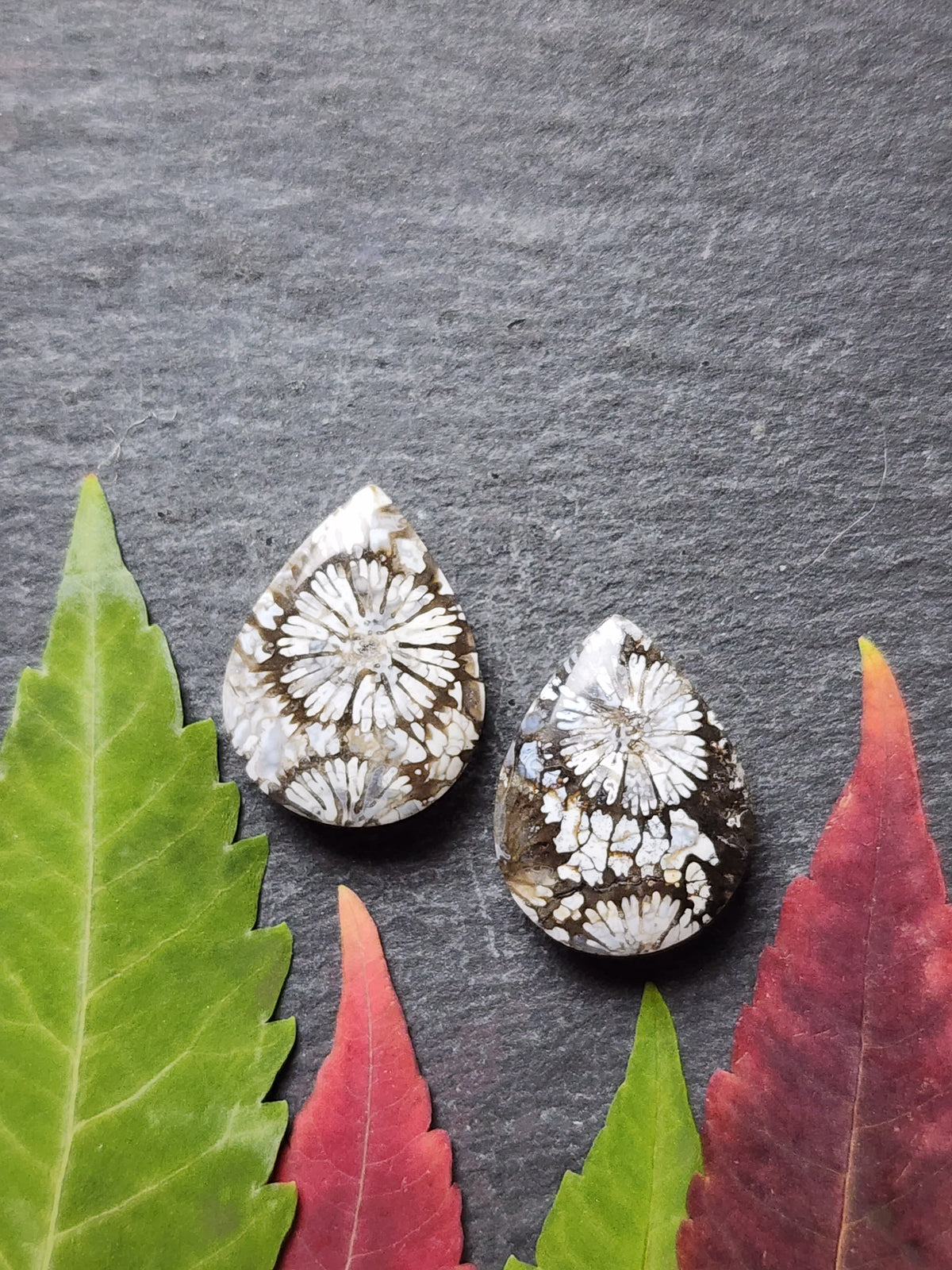 Fossilized coral pair