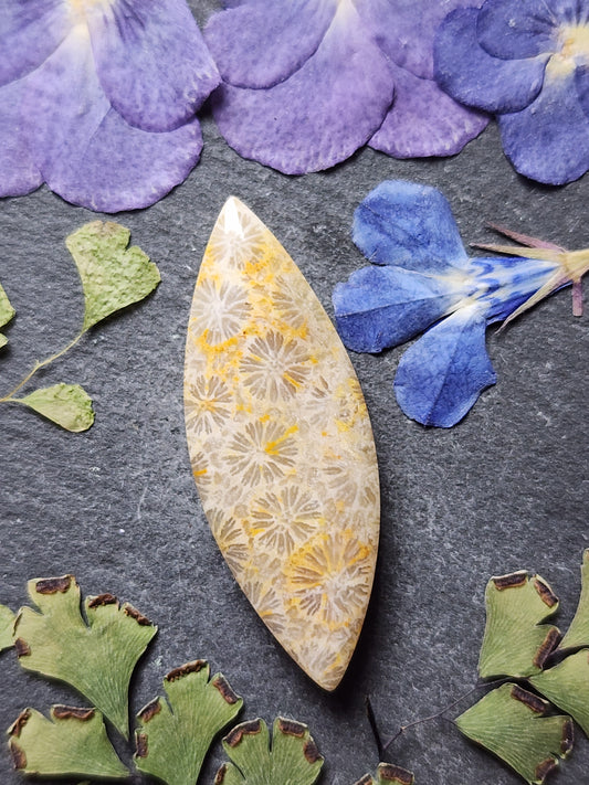 Fossilized Coral