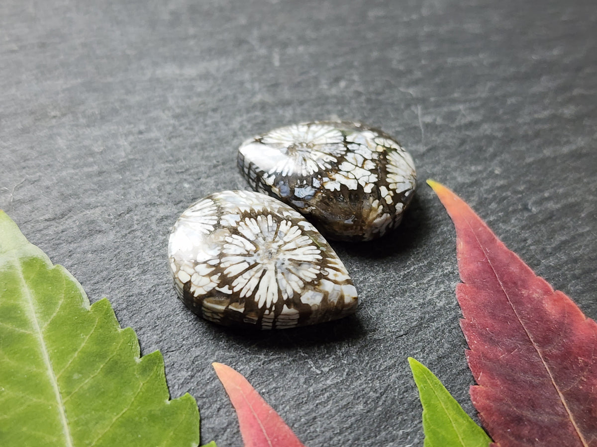 Fossilized coral pair