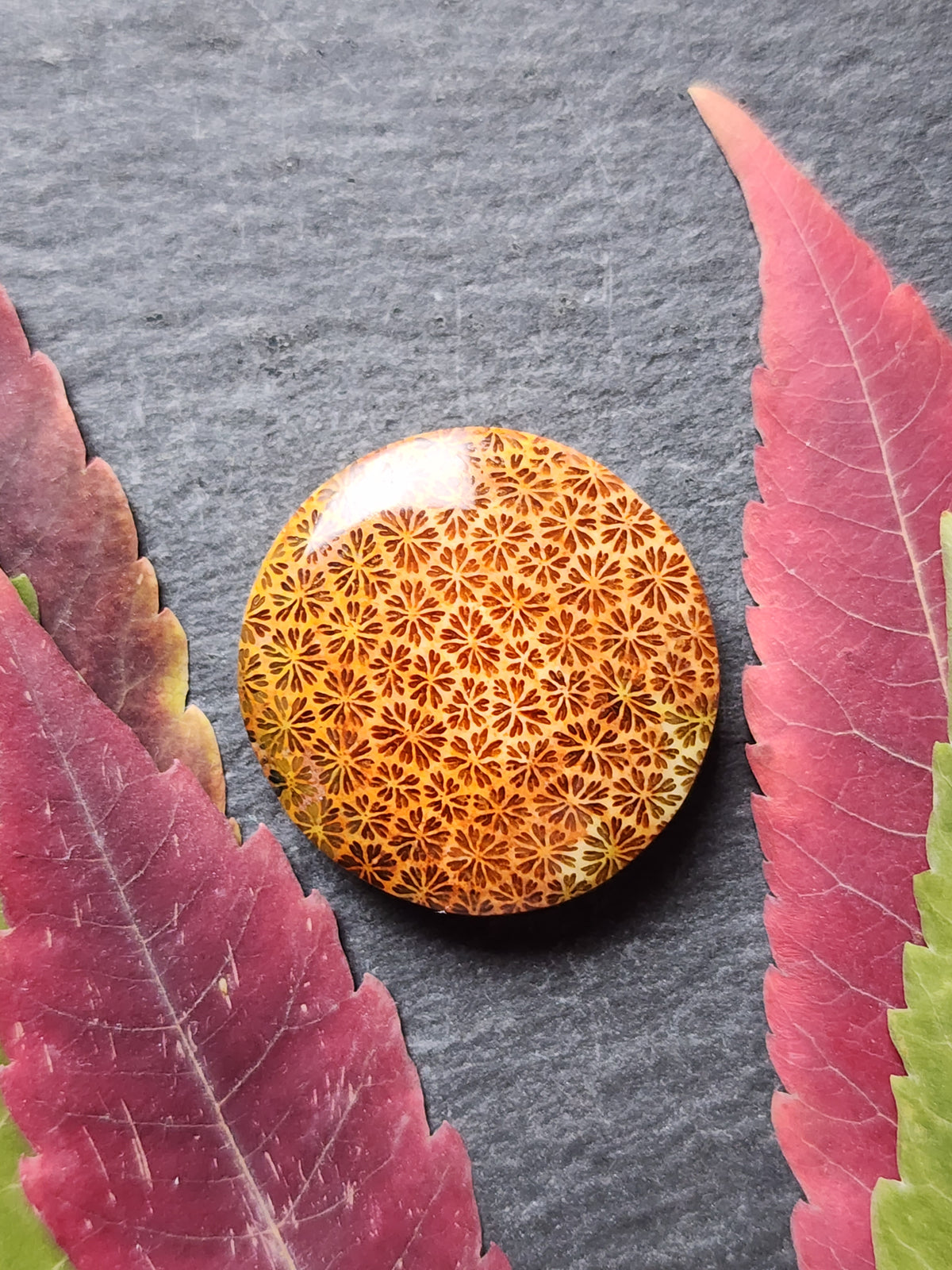 Fossilized Coral