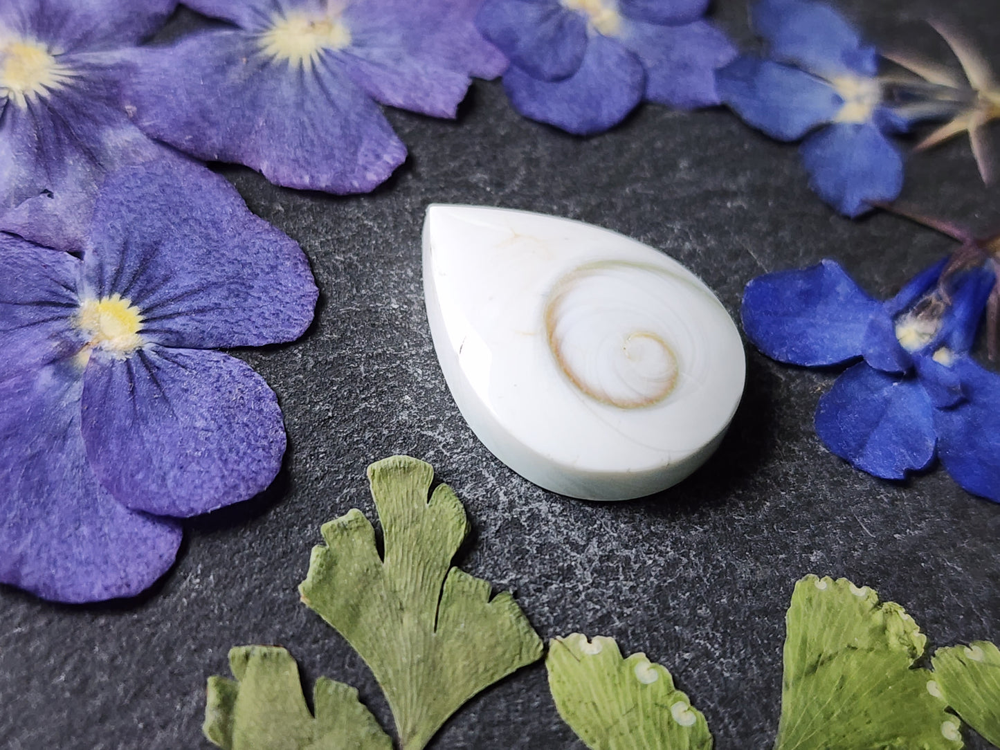 Shiva shell
