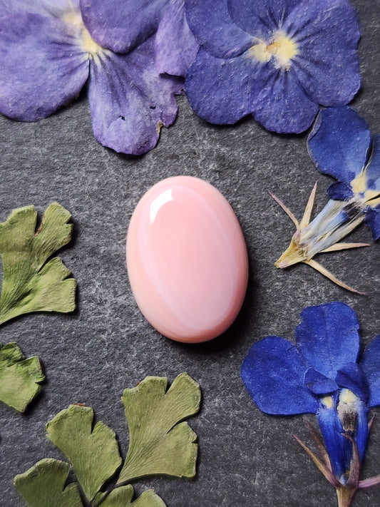 Pink conch shell