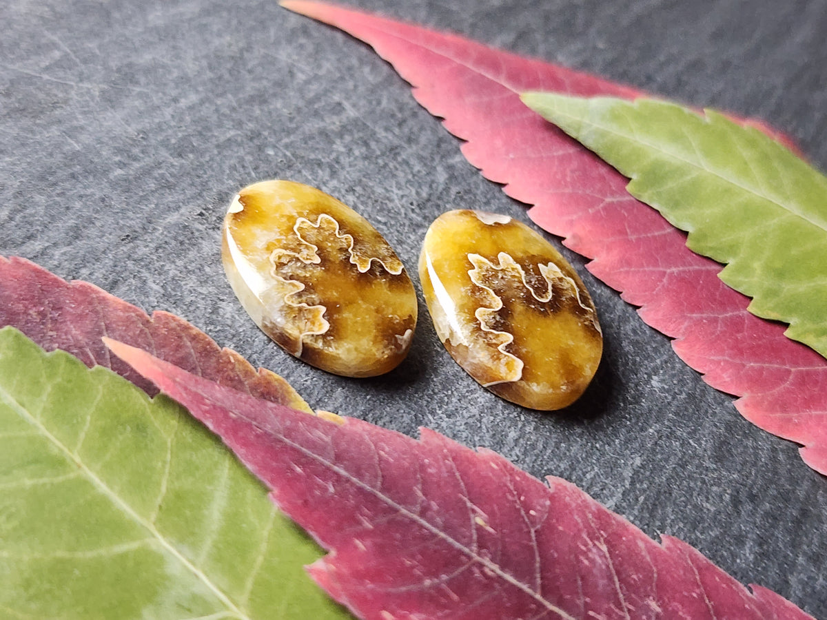 Suture Ammonite pair