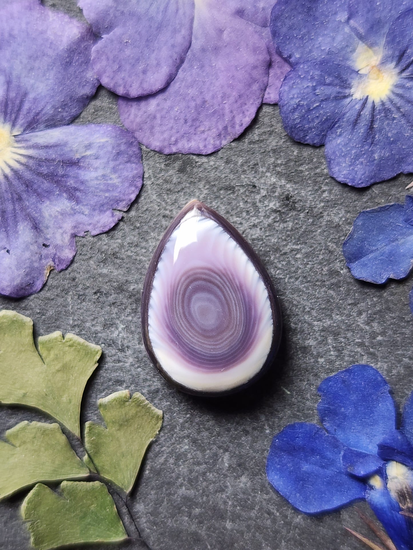 Wampum shell