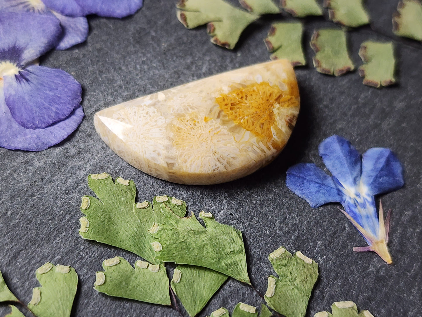 Fossilized Coral