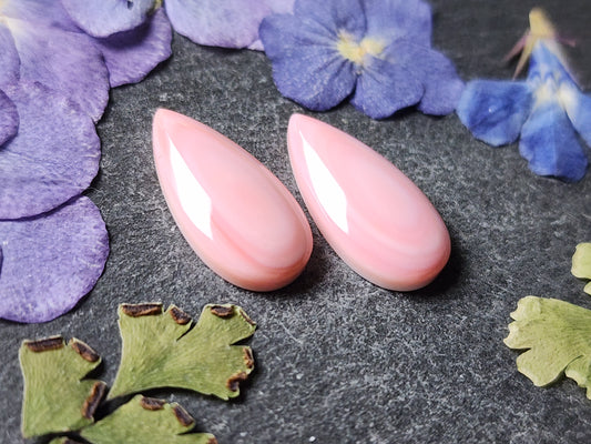 Pink conch shell pair