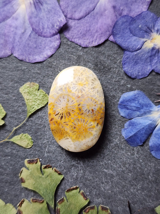 Fossilized Coral