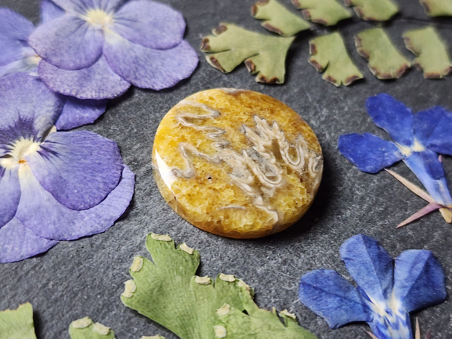 Suture Ammonite