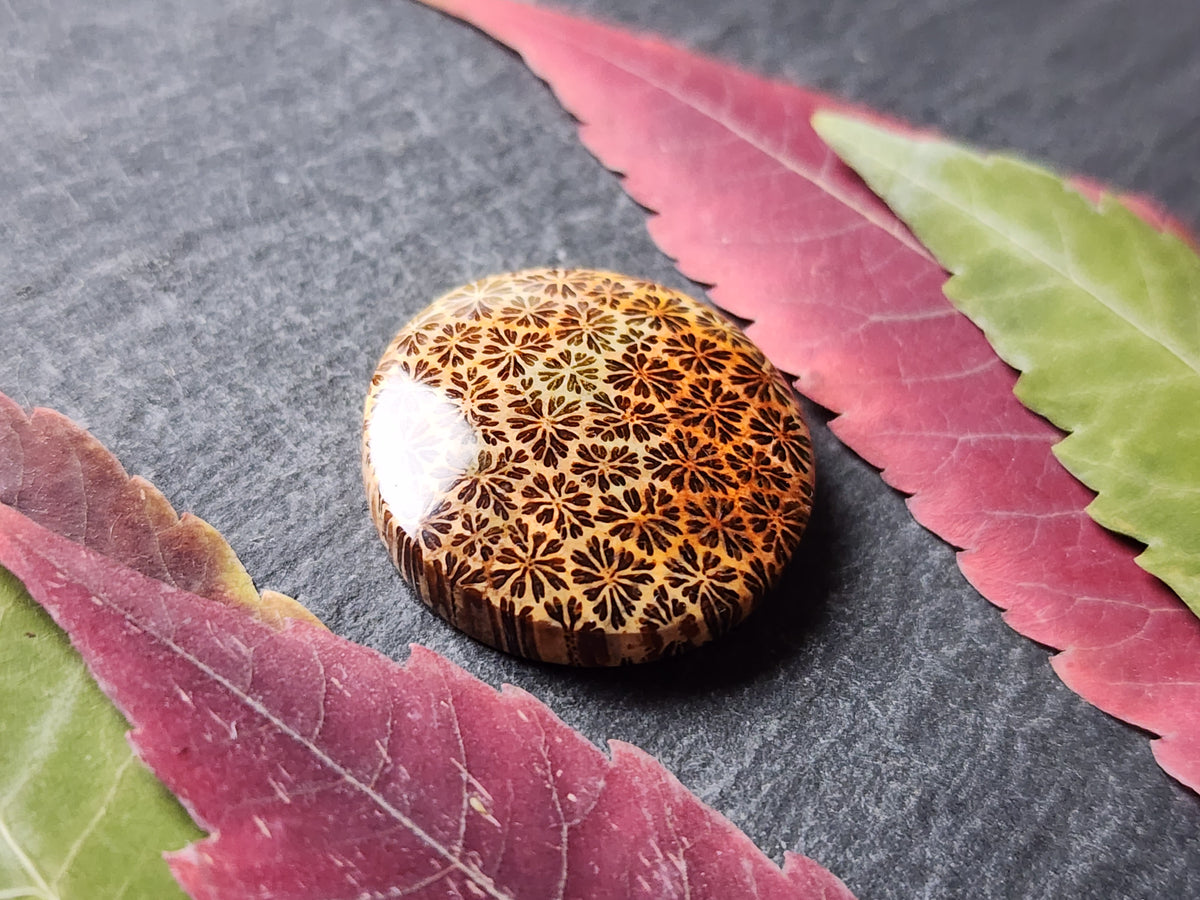 Fossilized Coral